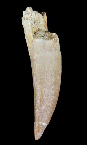 Fossil Plesiosaur (Zarafasaura) Tooth - Morocco #55814